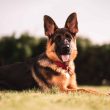 Best Dog Breeds for Kids