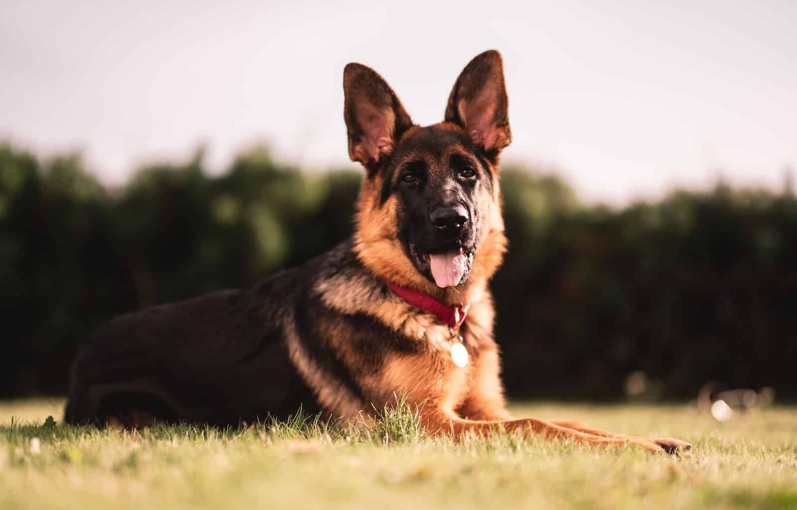 Best Dog Breeds for Kids