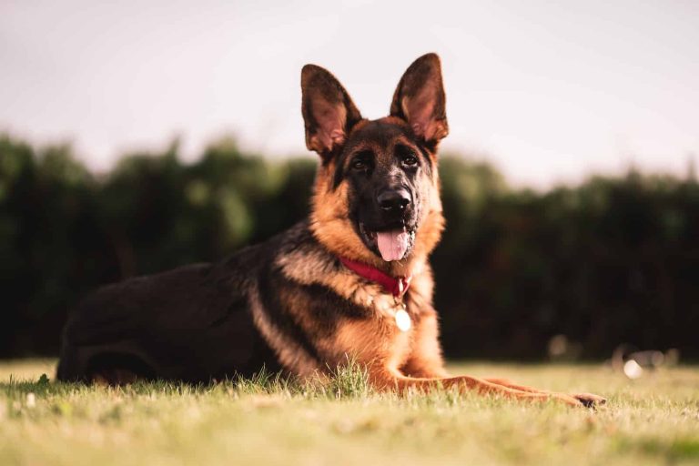 Best Dog Breeds for Kids