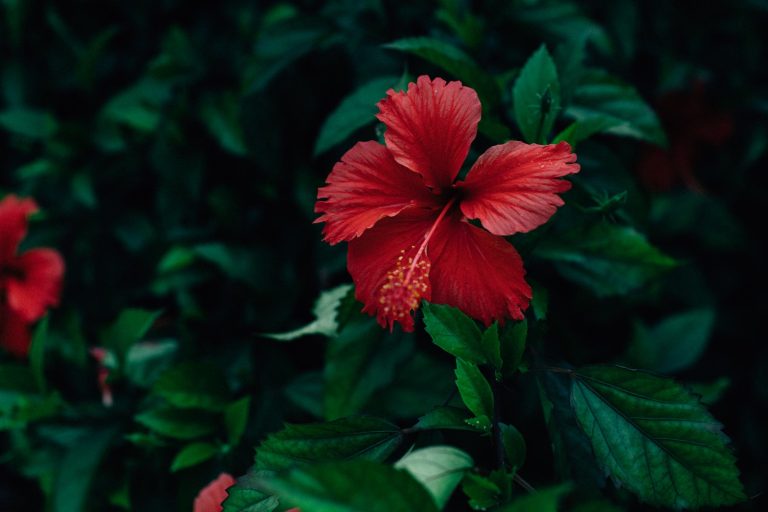 Best Drought Tolerant Plants