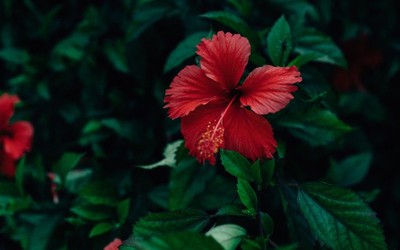 Best Drought Tolerant Plants