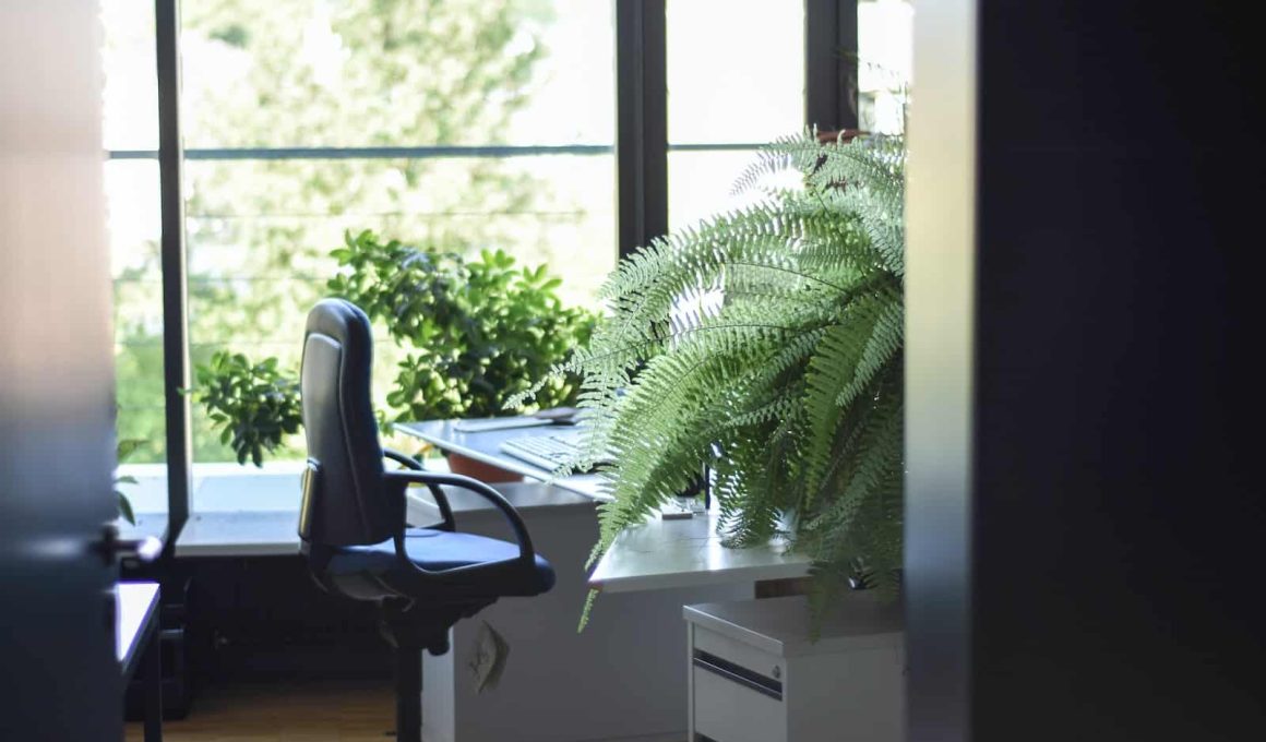 Best Plants for Office Space