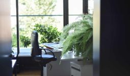 Best Plants for Office Space
