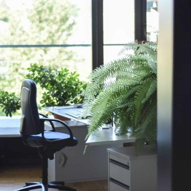 Best Plants for Office Space