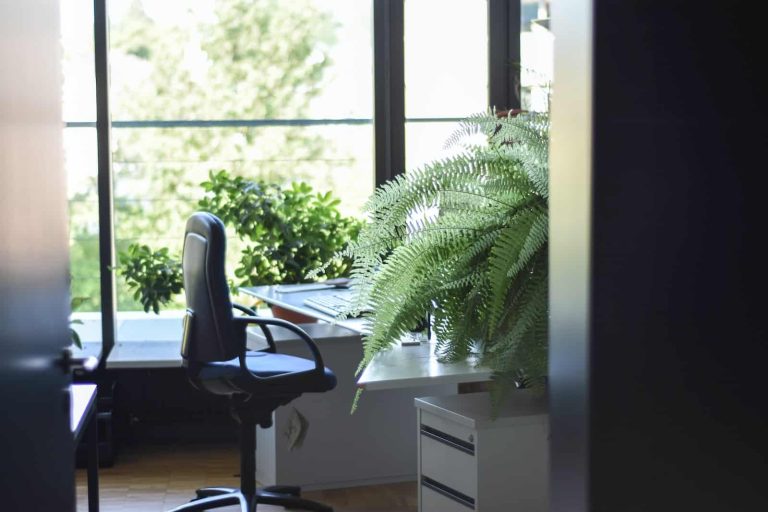 Best Plants for Office Space