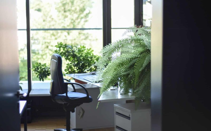 Best Plants for Office Space