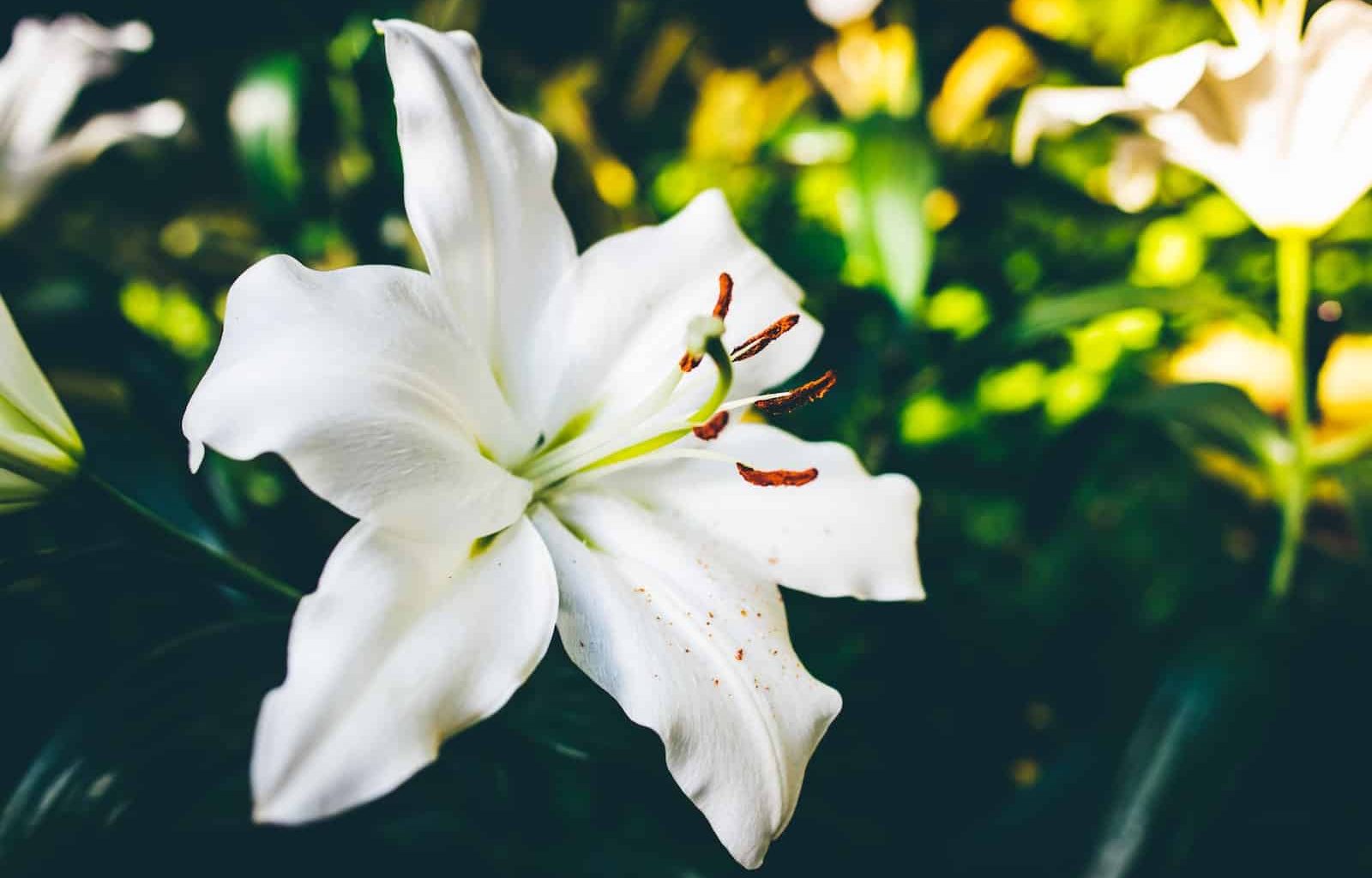 Best Shade Tolerant Plants