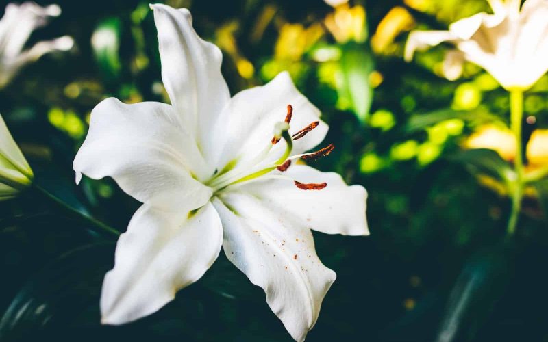 Best Shade Tolerant Plants