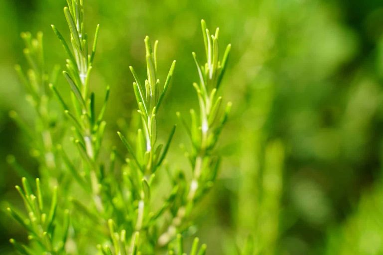 12 Best Substitutes for Oregano