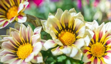 Best Wind Tolerant Plants for Your Surrounding