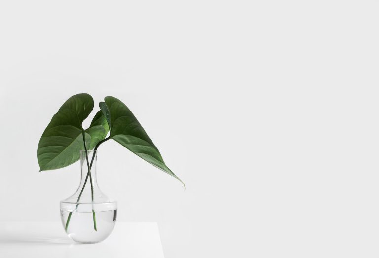 15 Big Leaf Indoor Plants for Your Home