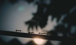 Different Types of Ants in a House