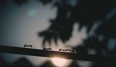 Different Types of Ants in a House