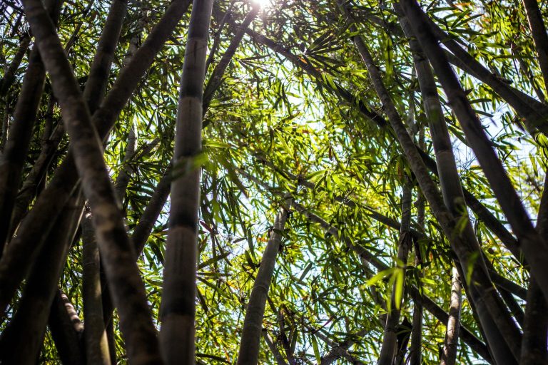 18 Different Types of Bamboo for Garden and Home