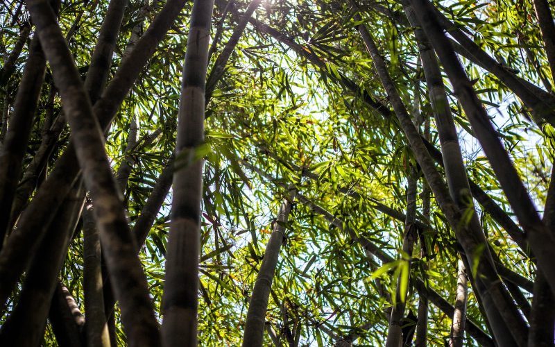 Different Types of Bamboo for Garden and Home