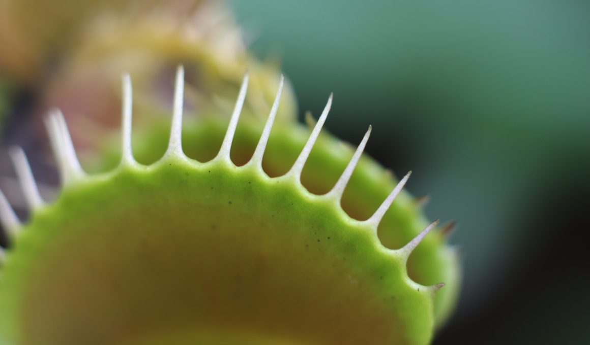 Different Types of Carnivorous Plants