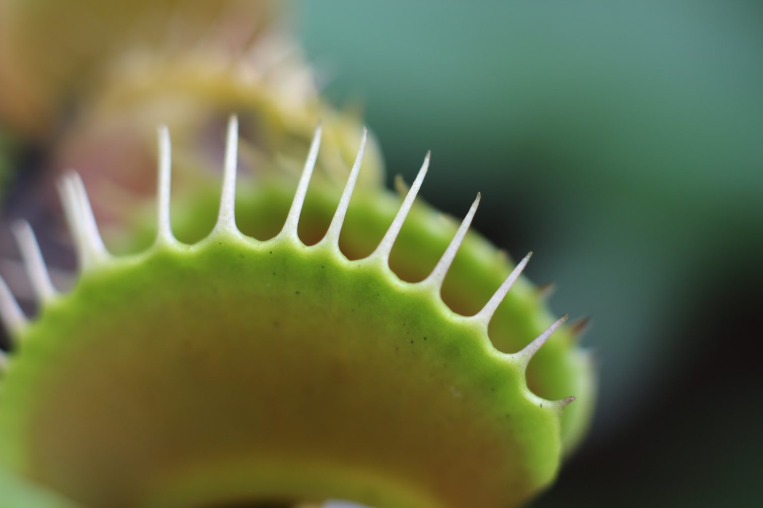 23 Different Types of Carnivorous Plants