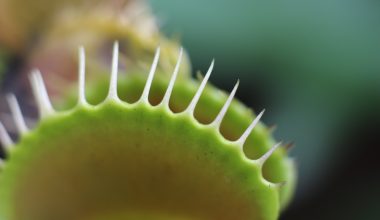 Different Types of Carnivorous Plants