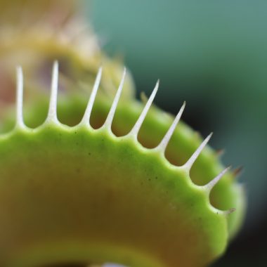 Different Types of Carnivorous Plants