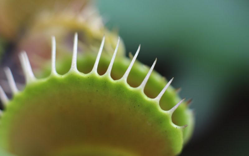 Different Types of Carnivorous Plants