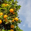 Different Types of Citrus Fruits