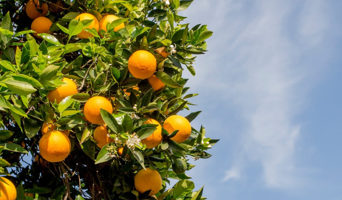 Different Types of Citrus Fruits