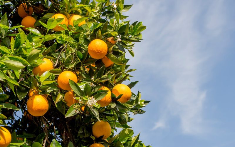 Different Types of Citrus Fruits