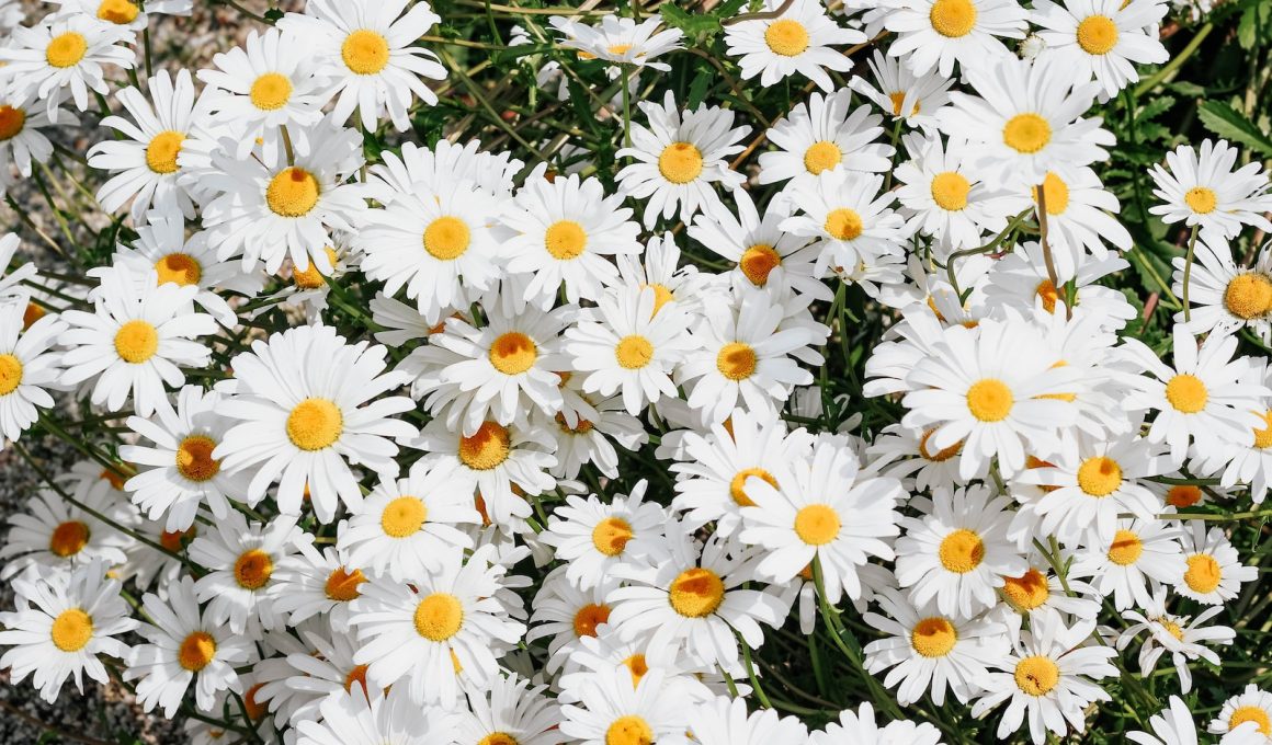 Different Types of Daisies