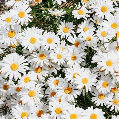 Different Types of Daisies