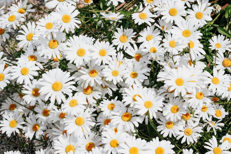 Different Types of Daisies
