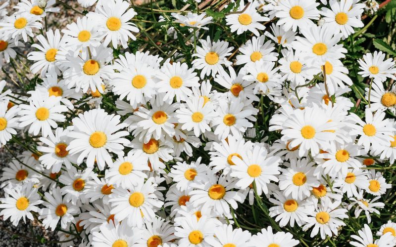 Different Types of Daisies