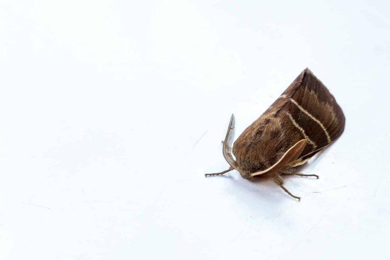 Different Types of Insects That Eat Wood