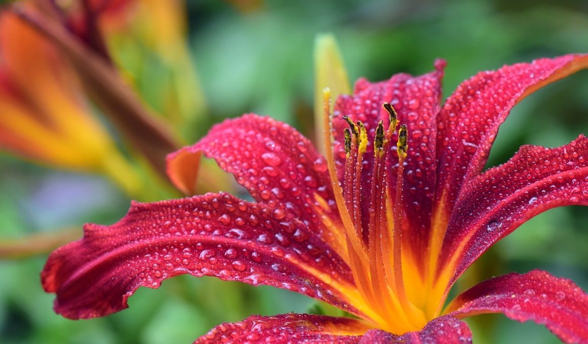 Different Types of Lily Flowers