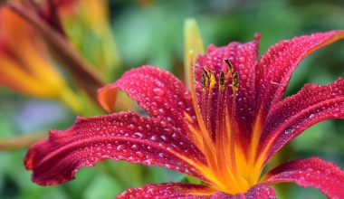 Different Types of Lily Flowers