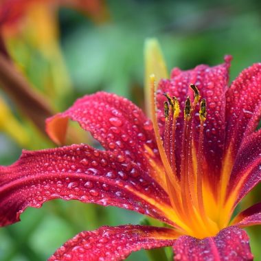 Different Types of Lily Flowers