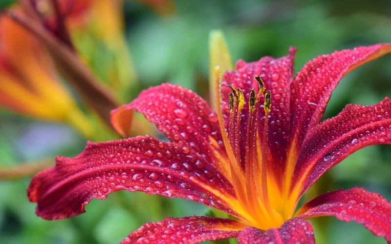 Different Types of Lily Flowers