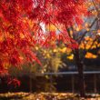 Different Types of Maple Trees