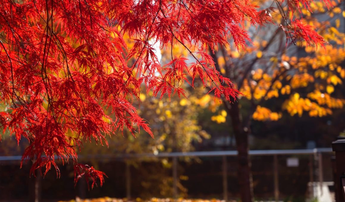 Different Types of Maple Trees