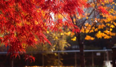 Different Types of Maple Trees