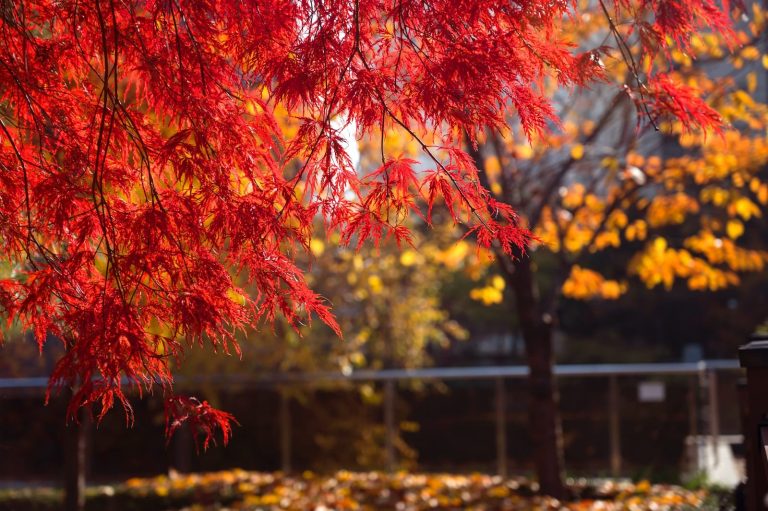 Different Types of Maple Trees