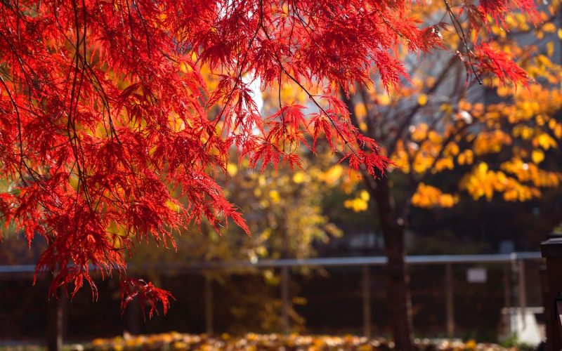 Different Types of Maple Trees