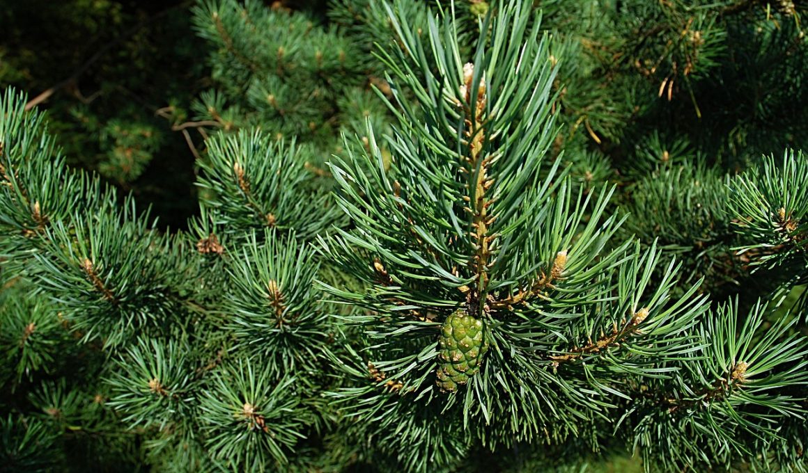 Different Types of Pine Trees