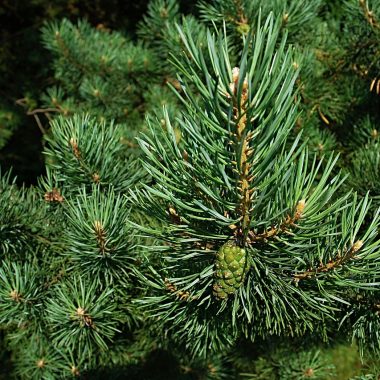 Different Types of Pine Trees