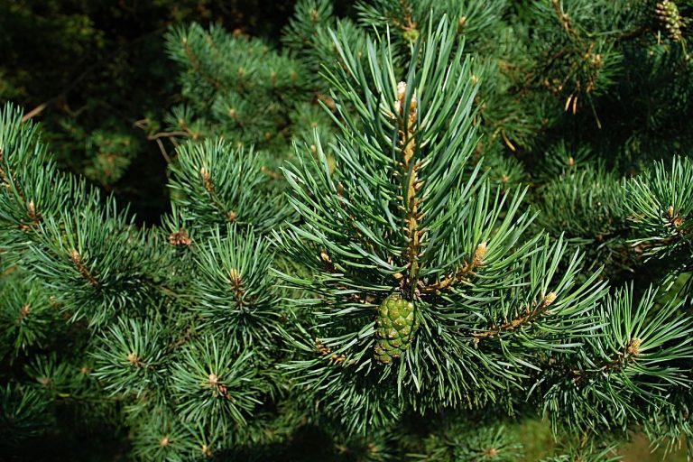 Different Types of Pine Trees