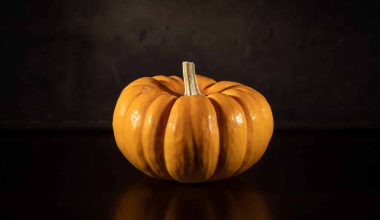 Different Types Of Squash