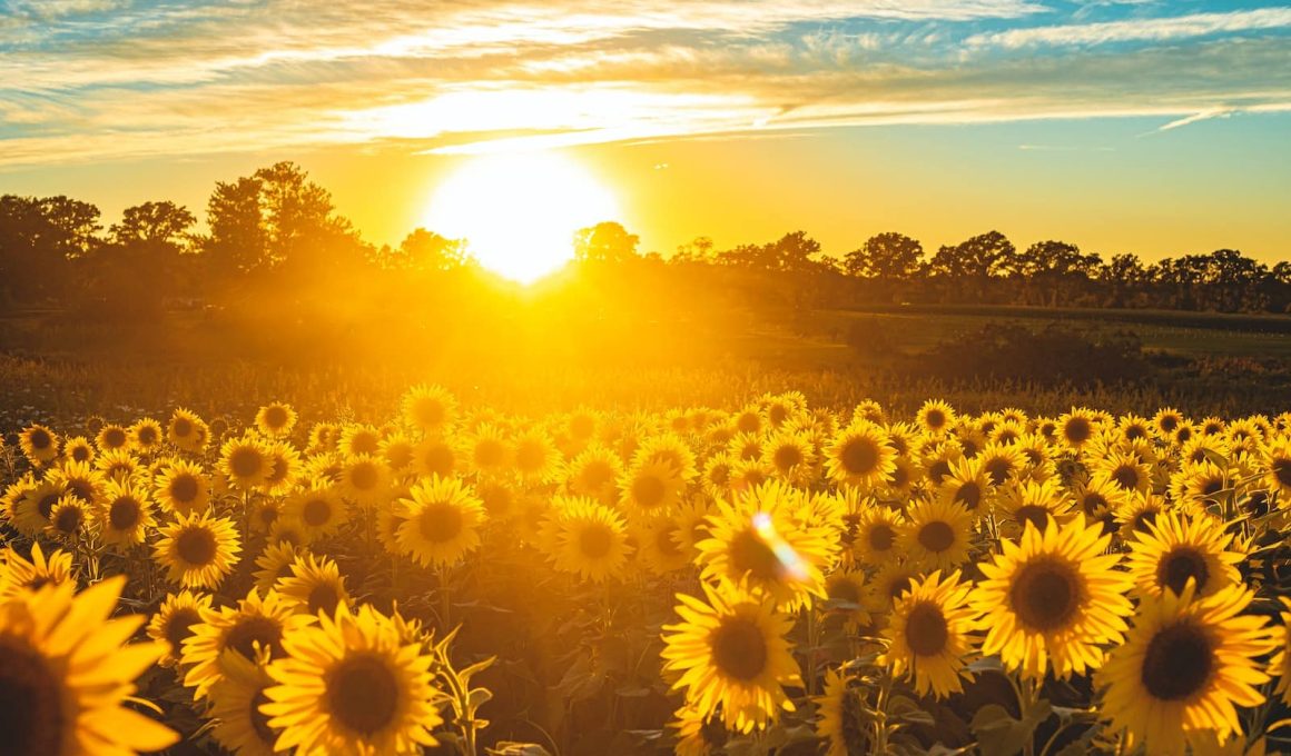 Different Types of Sunflowers