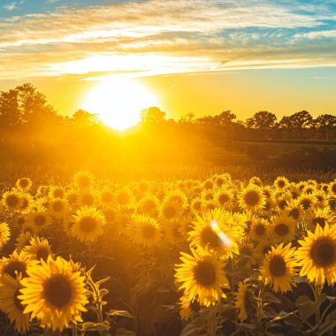 Different Types of Sunflowers