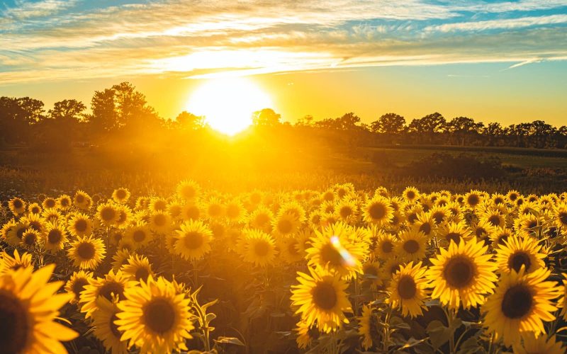 Different Types of Sunflowers