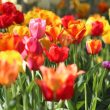 Different Types of Tulips