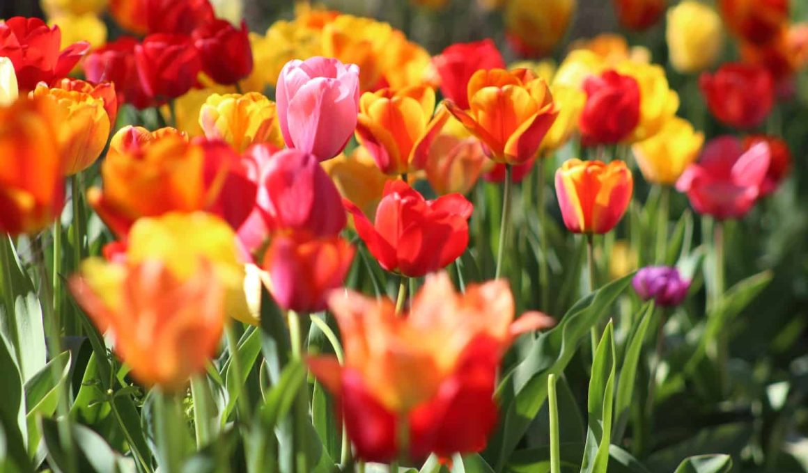 Different Types of Tulips